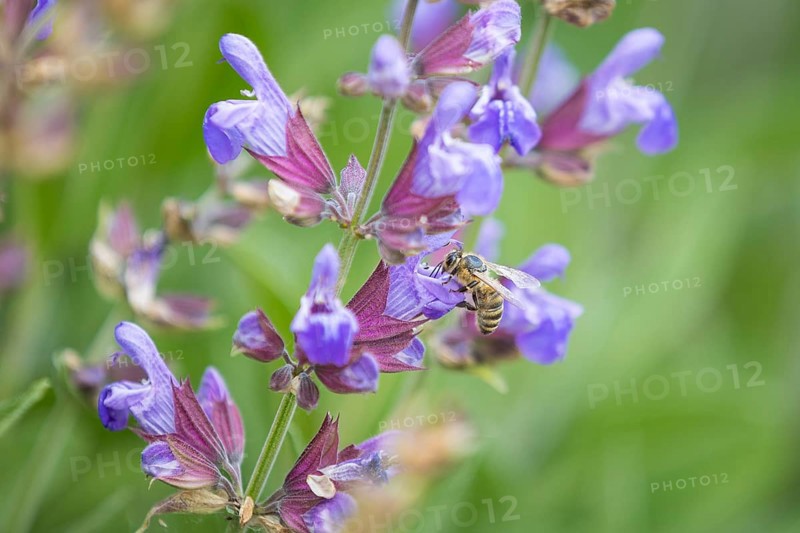 Honey bee (Apis) on a flower of Common sage (salvia officinalis), Freital, Saxony, Germany, Europe