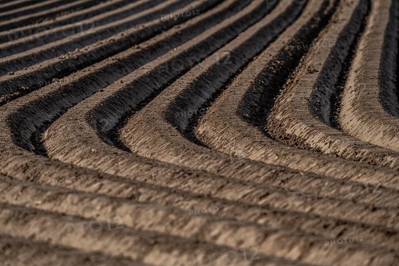 Spring, potato field, freshly grown potato ridges, near Kerken, Lower Rhine, North Rhine-Westphalia, Germany, Europe