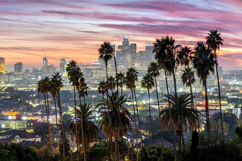 Los Angeles skyline with palm trees and downtown at sunset in California in Los Angeles, USA, North America