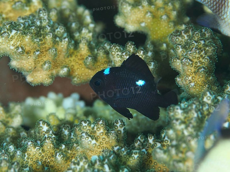 A small black fish with blue spots, three-spotted damselfish (Dascyllus trimaculatus), swimming among colourful corals, dive site Spice Reef, Penyapangan, Bali, Indonesia, Asia