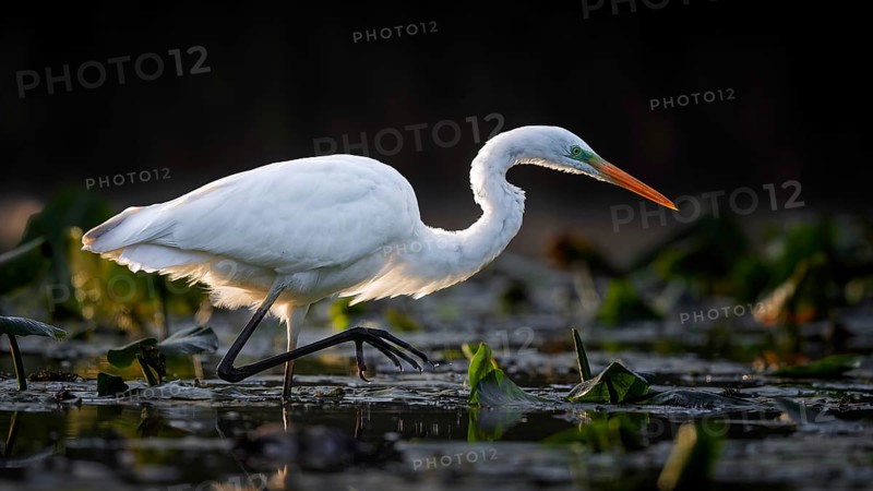 Great White Egret (Ardea alba) Winter visitor, migratory bird, resting bird, foraging, on the lookout, lake landscape, Middle Elbe Biosphere Reserve, Saxony-Anhalt, Germany, Europe