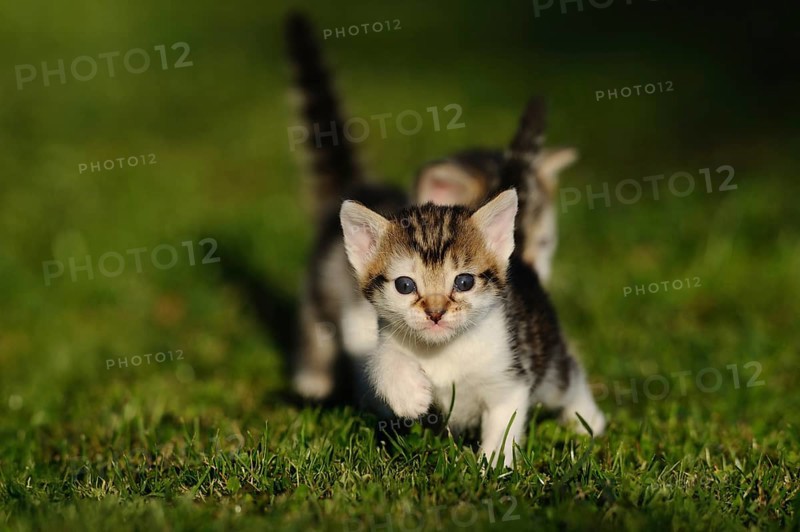 Tabby kitten moving playfully on the lawn, domestic cat (Felis catus), Franconia