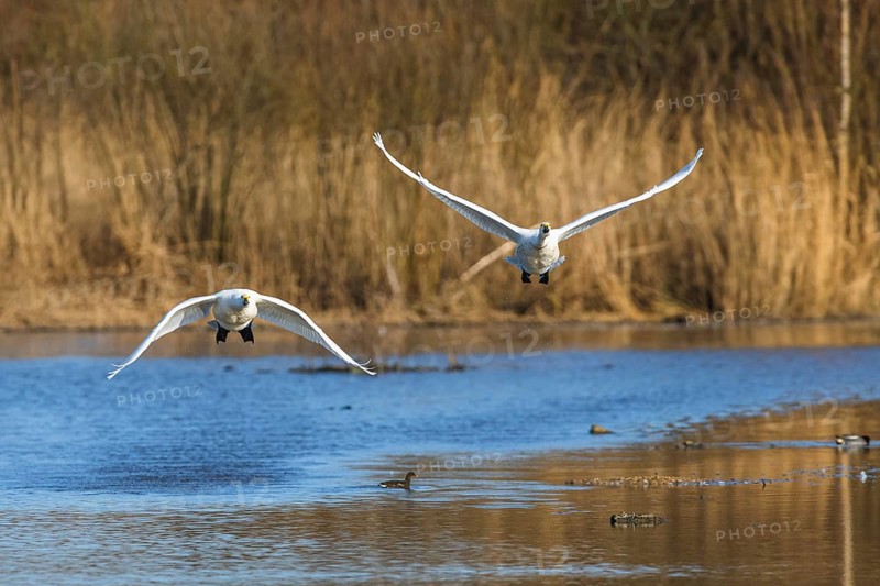 Tundra Swan, Bewick's Swan, Cygnus columbianus in flight at winter in Slimbridge, England, United Kingdom, Europe