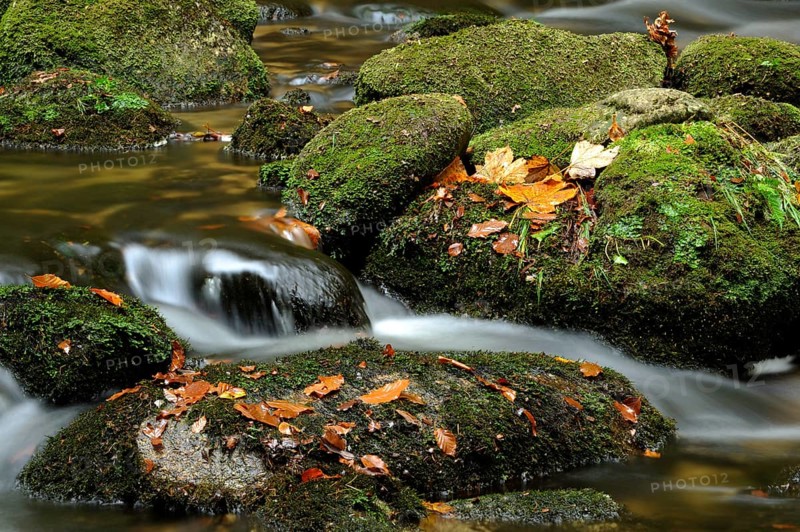 Close-up of moss-covered stones with autumn leaves in flowing water, Kleine Ohe, Bavarian Forest National Park