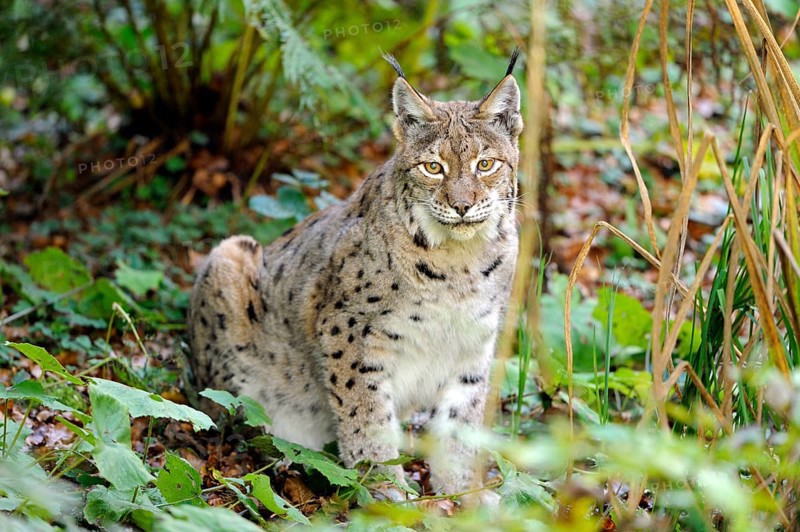 A lynx sits in the foliage of the forest, surrounded by greenery, in a peaceful atmosphere, Eurasian lynx (Lynx lynx), Bavarian Forest National Park