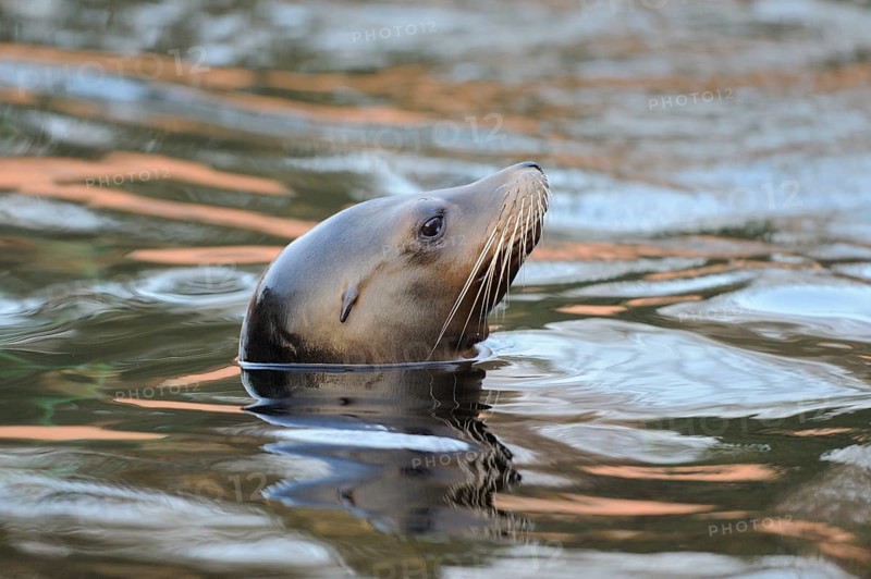 A peaceful sea lion peers out of the calm water, California sea lion (Zalophus californianus), captive