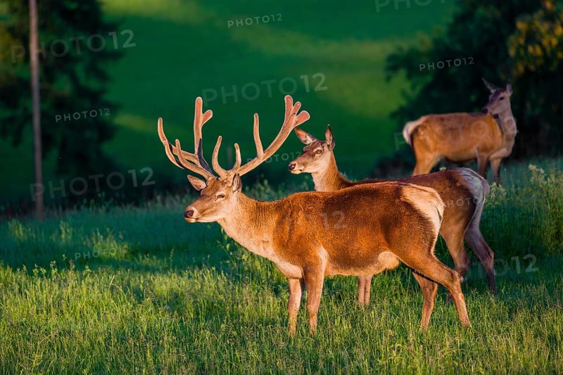 An Altai maral stag and two hind Altai wapiti or Altai elk (Cervus canadensis sibiricus) stand in a meadow in the first light of the day
