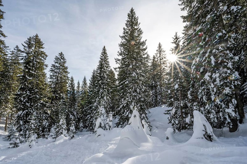 Snow-covered trees in a forest in winter, sun star in the morning, Estergebirge, Bavarian Prealps, Bavaria Germany