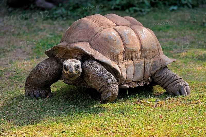 Aldabra giant tortoise (Aldabrachelys gigantea), adult, foraging, Seychelles, Africa