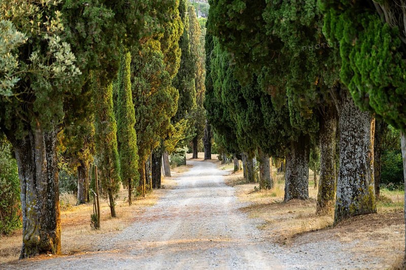 Road going through cypress trees up to the village of Montepulciano, Tuscany, Italy, Europe