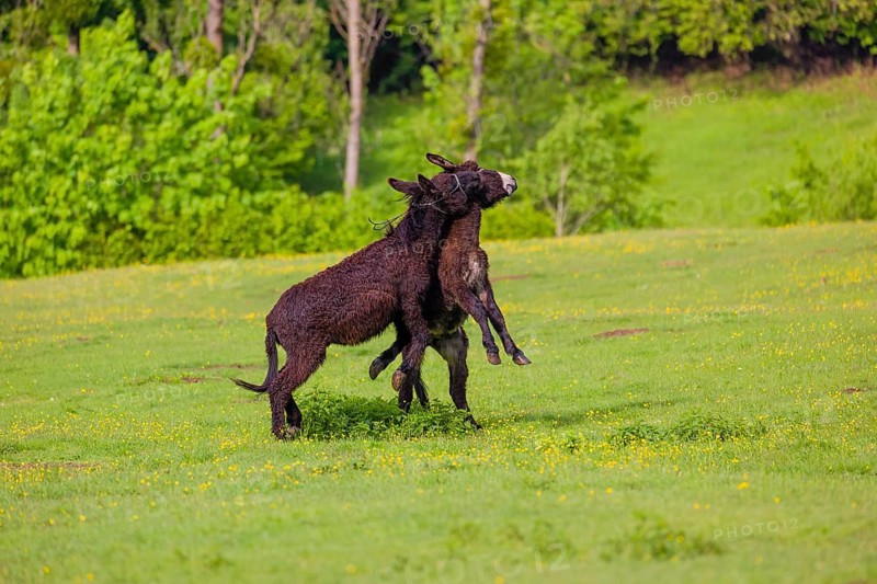 Two mixed breed donkey stallions fight