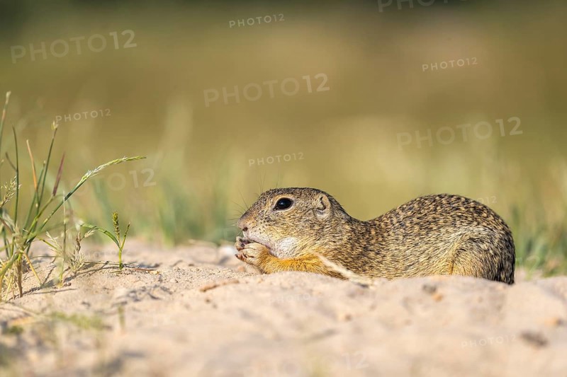 European ground squirrel (Spermophilus citellus) or European souslik sitting on sand and in tall grass feeding on seeds