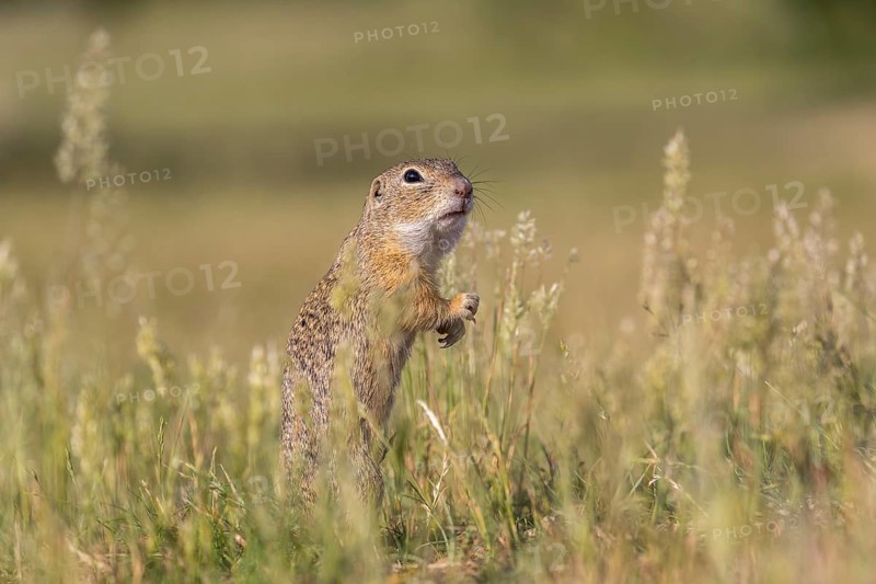 One European ground squirrel (Spermophilus citellus) or European souslik standing erected in tall grass feeding on seeds