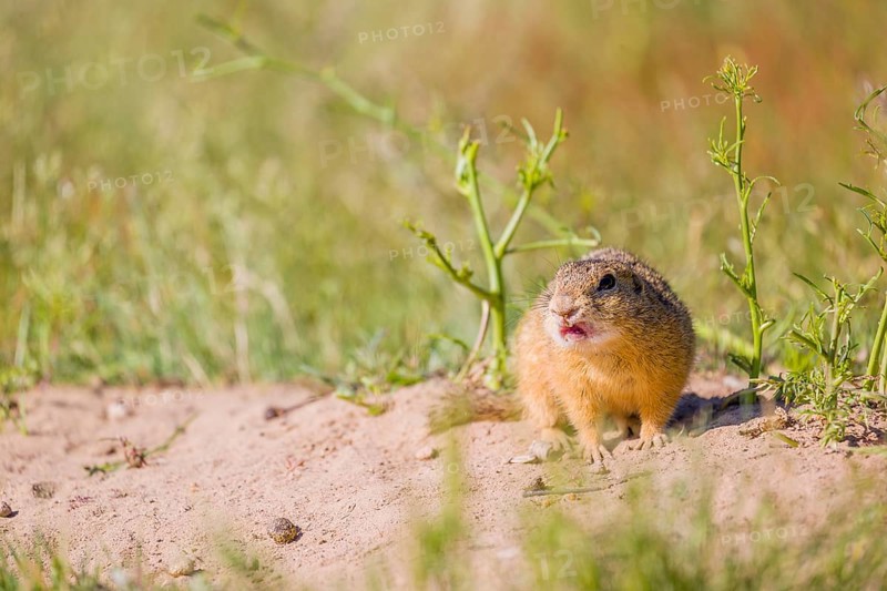 A European ground squirrel (Spermophilus citellus) or European souslik sits in front of its den watching the surrounding area