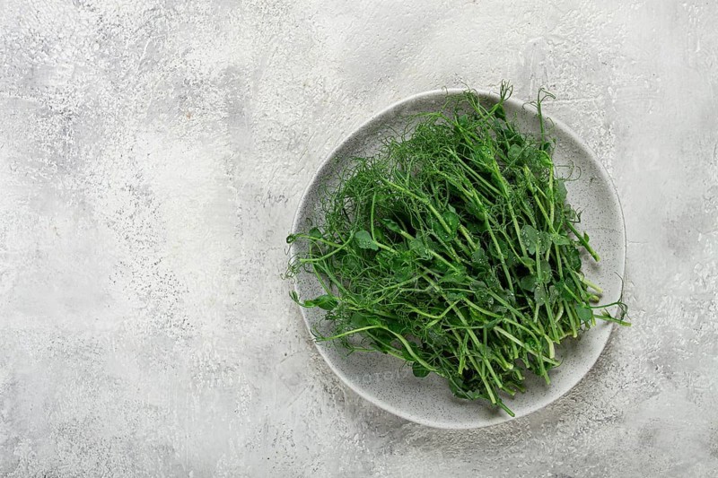 Green pea shoots are neatly arranged on a light grey plate, showcasing their vibrant color and delicate texture against a simple textured backdrop, perfect for cooking