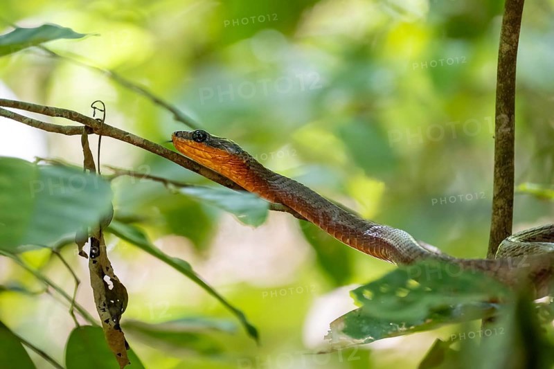 American whipsnake (Mastigodryas melanolomus), snake slithering on a branch, in the rainforest, Corcovado National Park, Osa, Puntarena Province, Costa Rica, Central America