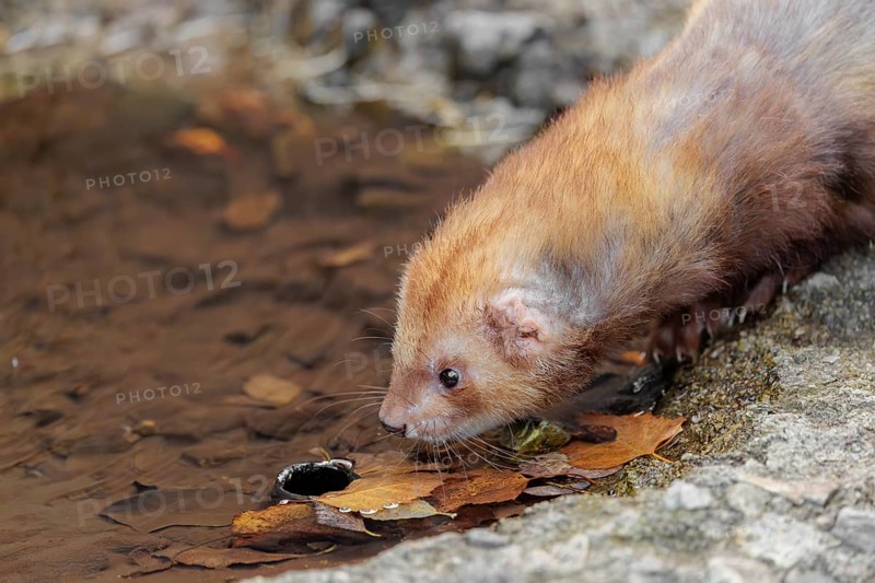 A female ferret (Mustela putorius furo) drinking from a little pond in a garden