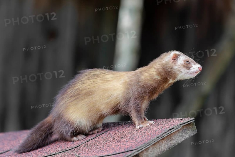 A ferret (Mustela putorius furo) sits on the roof of a garden hut, watching something