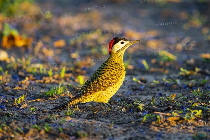 Green-banded Woodpecker (Colaptes melanochlorus) Pantanal Brazil