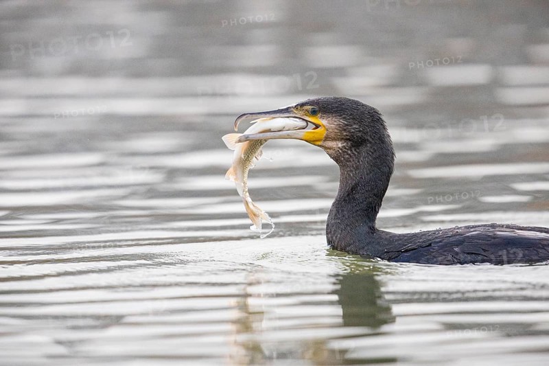 Cormorant (Phalacrocorax carbo) catching fish Germany