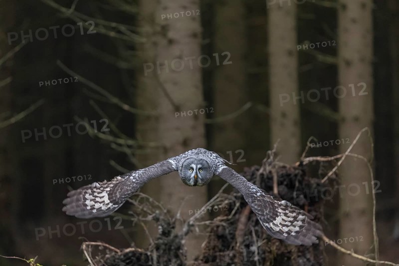 One great grey owl (Strix nebulosa) flying through a spruce forest