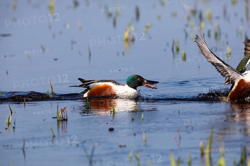 Northern Shoveler (Anas clypeata), male duck chasing another male duck away, on lake, island of Texel, Holland