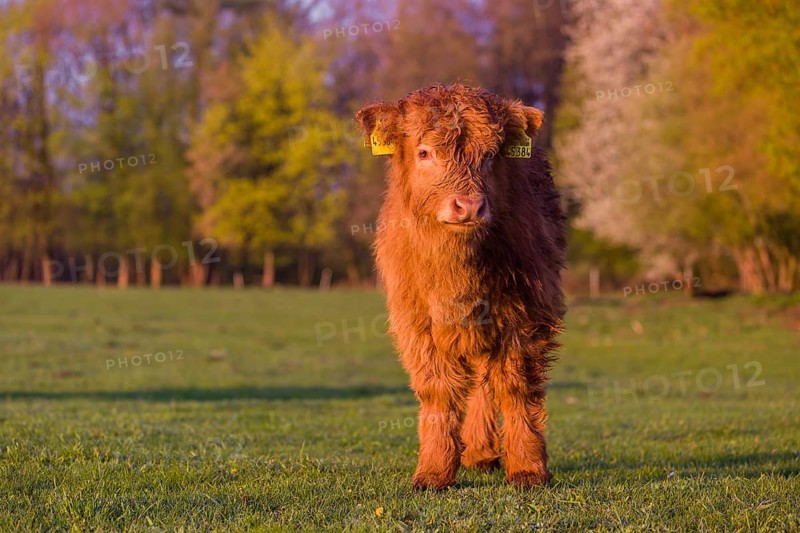 One Highland calf (Bos primigenius) taurus) stands on a meadow