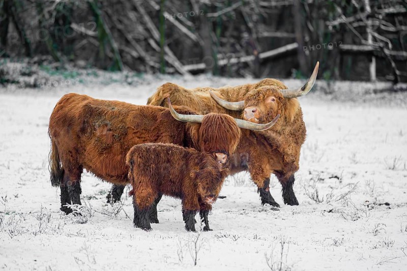 A family of Highland cattle (Bos primigenius), a bull, a cow and a calf are standing at the edge of the forest on a snow-covered pasture