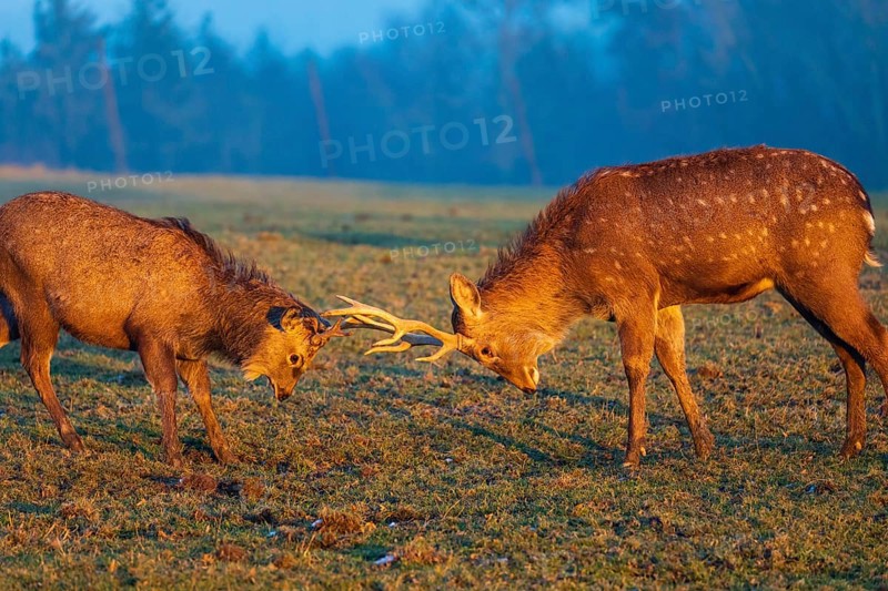 Two Dibowsky stags fighting on a meadow at sunrise, Cervus nippon hortulorum