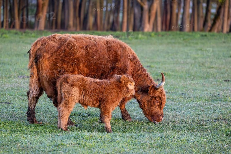 A Highland cow (Bos primigenius taurus) and her calf stand side by side on a meadow