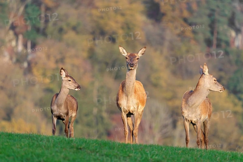 Two adult red deer hinds (Cervus elaphus) and a calf are standing in a meadow in the beautiful morning light. A forest with autumn leaves can be seen in the background