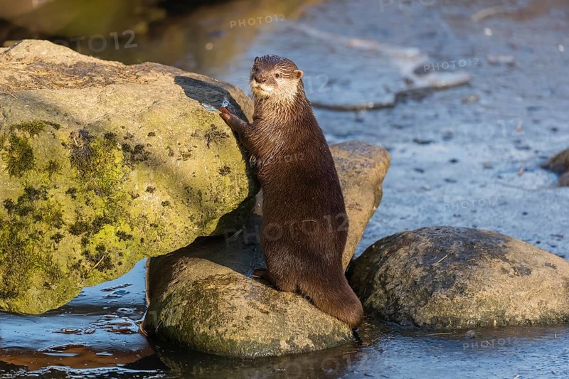One oriental small-clawed otter or Asian small-clawed otter (Aonyx cinerea), plays with a small piece of ice on a frozen pond