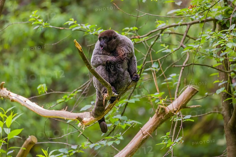 A common woolly monkey, brown woolly monkey, or Humboldt's woolly monkey (Lagothrix lagothricha) sits in a tree