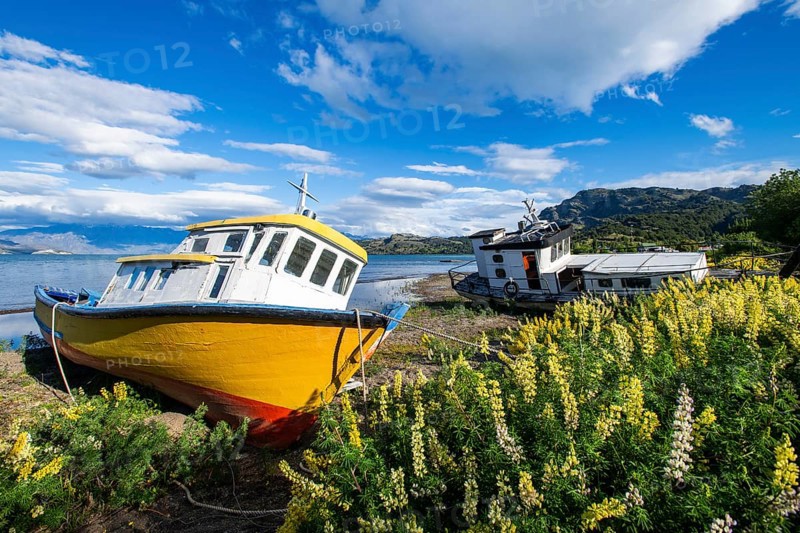 Colourful wooden fishing boats amidst yellow flowering lupines on the beach, Lago General Carrera, also known as Lago Chelenko, Puerto Rio Tranquilo, Aysen region, Patagonia, Chile, South America