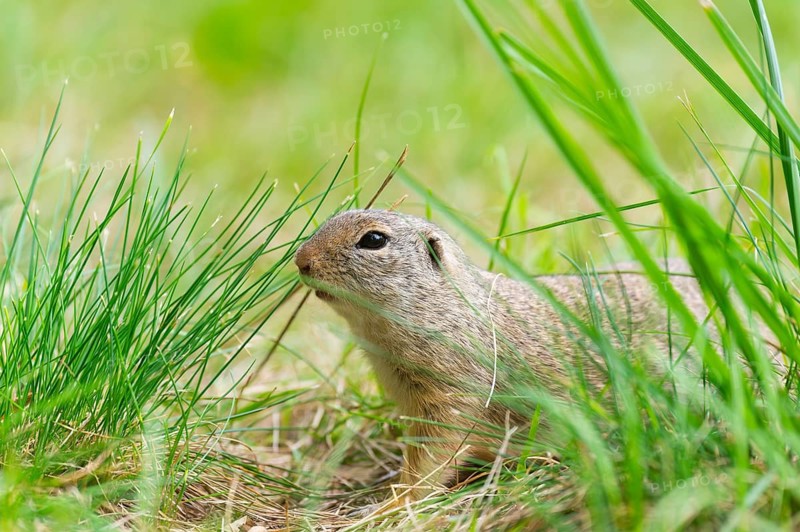 European ground squirrel (Spermophilus citellus) on a meadwo, Bavaria, Germany, Europe