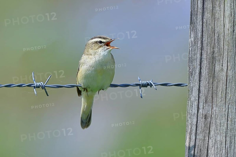 Reed warbler (Acrocephalus schoenobaenus) singing on a barbed wire fence, Wildlife, Lembruch, Ochsen Moor, Dümmer nature park Park, Lower Saxony, Germany, Europe