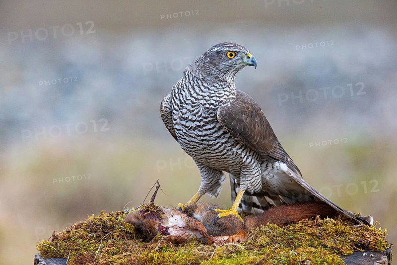 Goshawk (Accipiter gentilis) beheading squirrels Germany