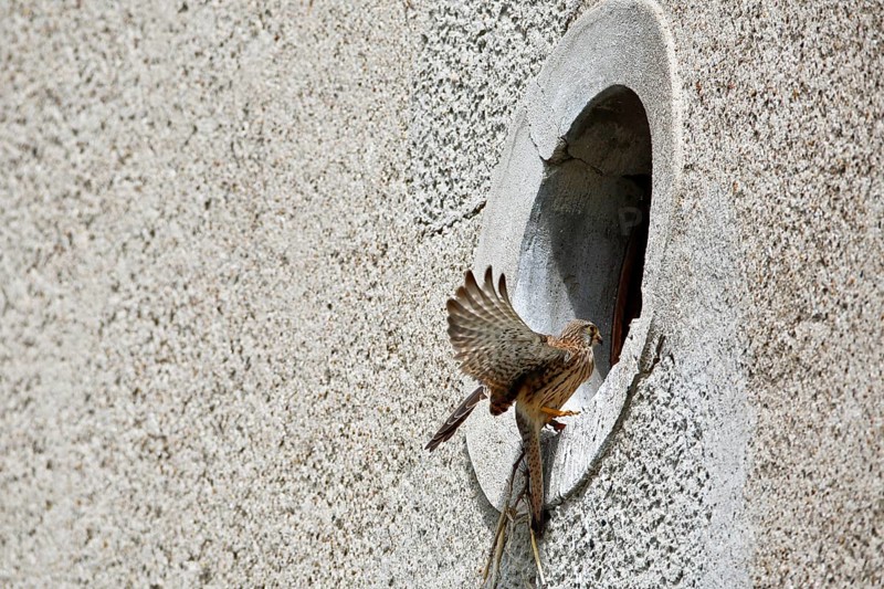 Kestrel (Falco tinnunculus) at the breeding site, Common Kestrel at the entrance hole of a house wall, Dessau-Roßlau, Saxony-Anhalt, Germany, Europe