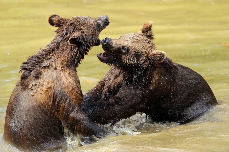 Two young bears playfully wrestling with each other in the water, Eurasian brown bear (Ursus arctos arctos), Bavarian Forest National Park