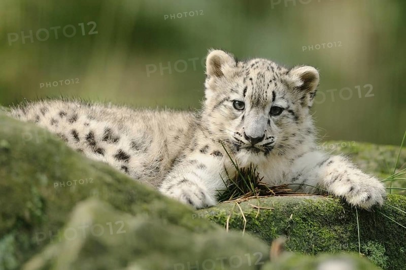 Snow leopard young resting on a rock, curious with playful expression, snow leopard (Panthera uncia), captive