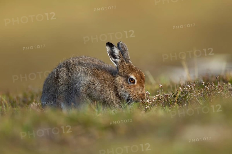 Mountain hare (Lepus timidus) adult animal in its summer coat on a hillside feeding on a Heather plant stem, Cairngorm mountains, Scotland, United Kingdom, Europe