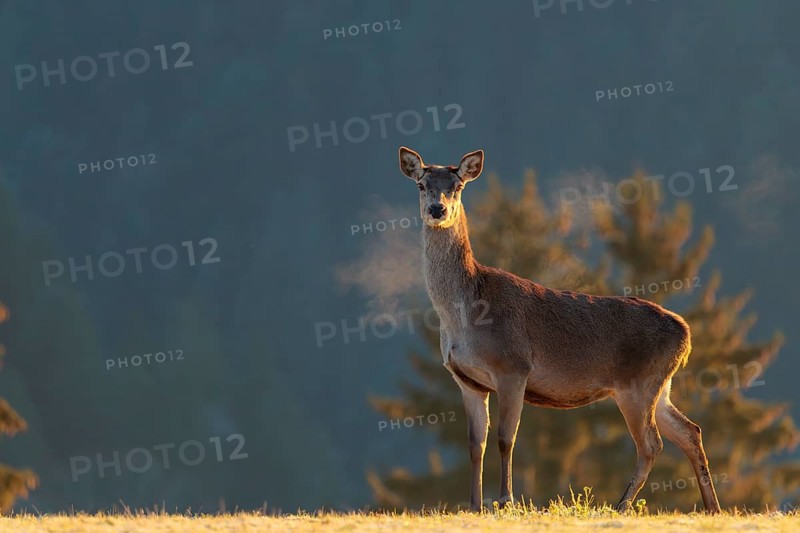 A female red deer (Cervus elaphus) stands in the first light of day on a meadow covered in hoar frost. Its breath condenses in the cold air. A forest can be seen in the background