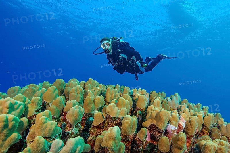 Diver floating over a large colony of dome coral (Porites nodifera), Red Sea, Egypt, Africa