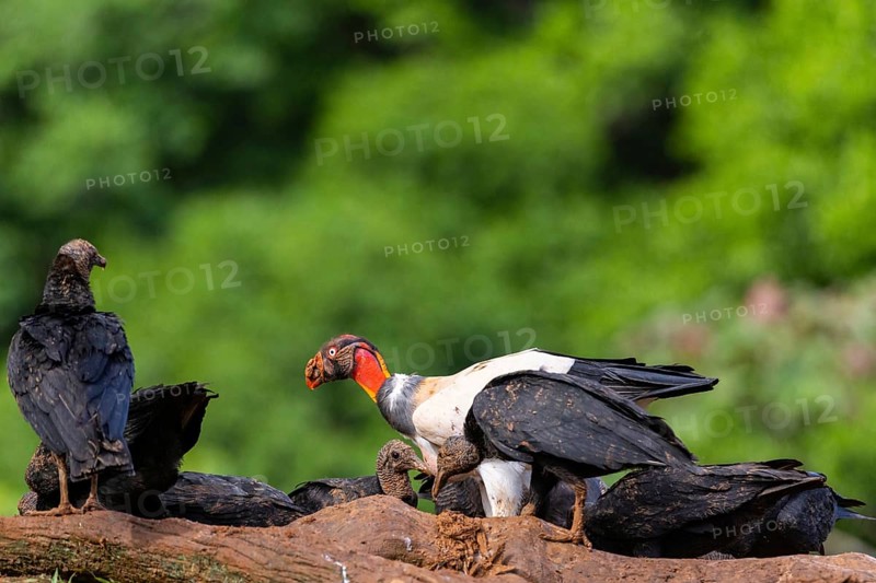 King vulture (Sarcoramphus papa), cock, vulture birds (Aegypiinae), Laguna del Lagarto Lodge, Alajuela, Costa Rica, Central America