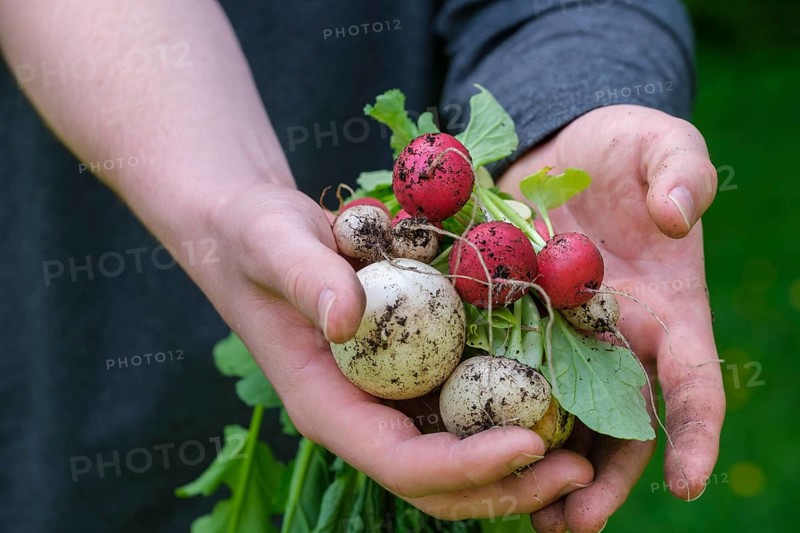 Radish (Raphanus sativus var. sativus), mixed radish, vegetable harvest, harvest, Bavaria, Germany, Europe