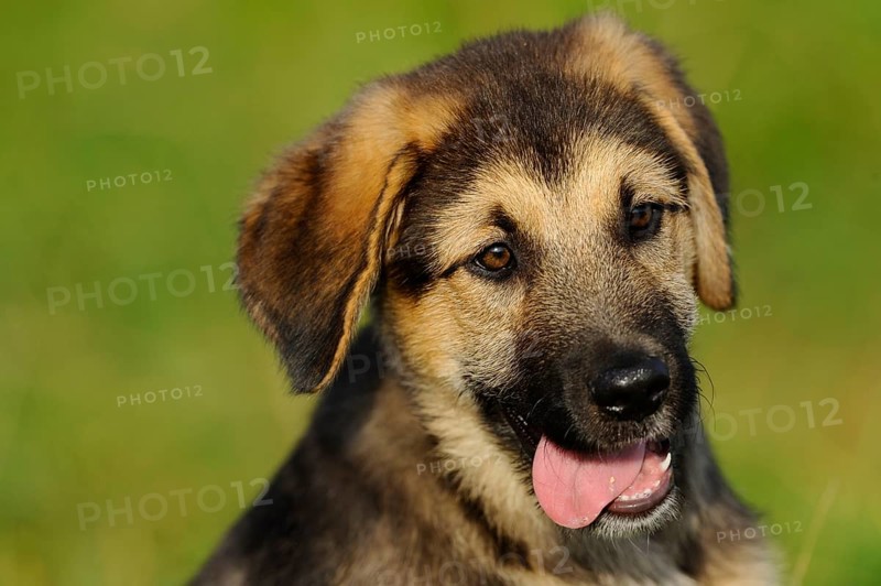 A cute puppy with tongue hanging out in a meadow, mixed breed dog, Upper Palatinate