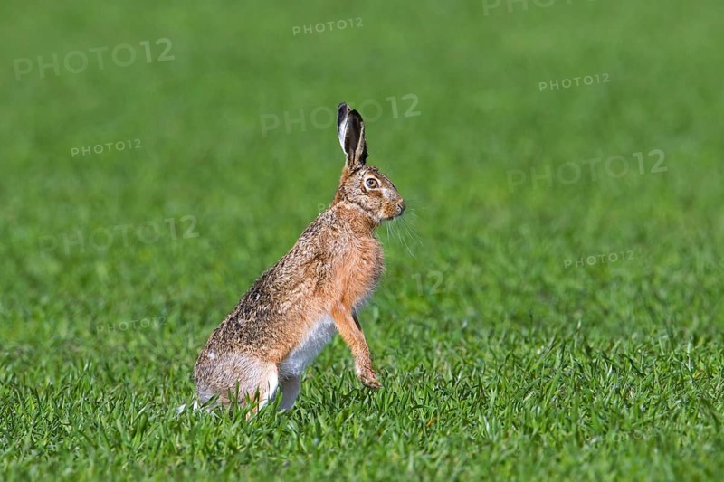 Alert European brown hare (Lepus europaeus) standing upright on its hind legs in field, grassland in spring