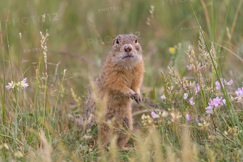 One European ground squirrel (Spermophilus citellus) or European souslik sitting in grass and feeding on blossoms