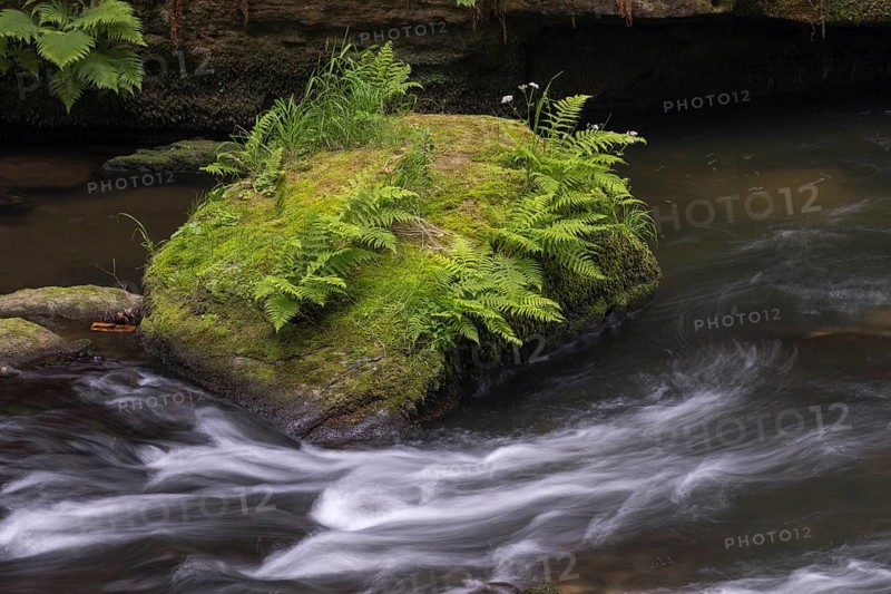Flowing, silky water with ferns and rocks in the Edmunds Gorge, river Kamnitz, Hrensko, Ustecky kraj, Czech Republic, Europe