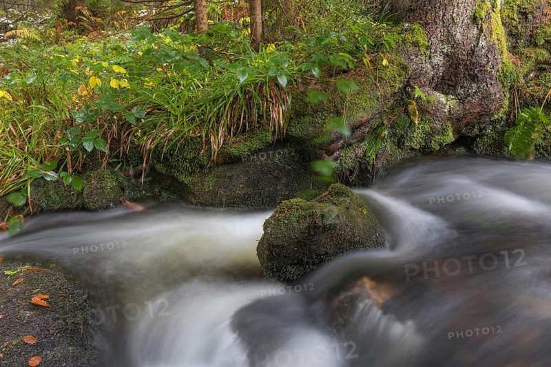 Kleine Ohe creek below Waldhaeuser village in the Bavarian Forest Nationalpark. Flowing water and fallen trees